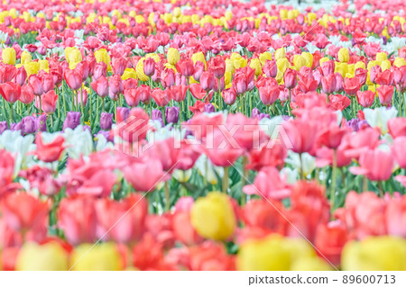 Akebonoyama Park Spring Tulips 89600713