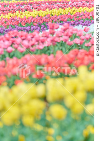 Akebonoyama Park Spring Tulips 89600781