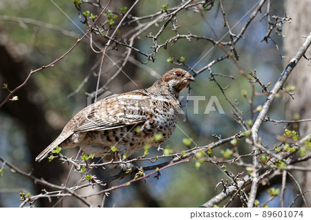 Hazel grouse female Hazel grouse female 89601074
