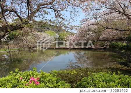 神奈川縣鎌倉市鶴岡八幡宮境內的源氏池和信念牡丹園風景 89601432