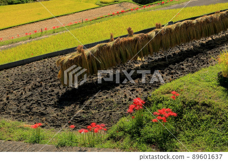 Higanki flowering rice terrace Higanki flowering rice terrace 89601637