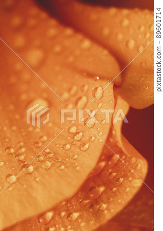 Water drops on Ranunculus petals. Orange flower abstract floral background, selective focus. Macro flower photo Water drops on Ranunculus petals. Orange flower abstract floral background, selective focus. Macro flower photo 89601714
