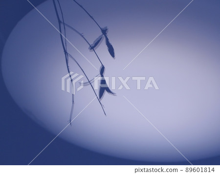 影子 (buckleya lanceolata) 89601814