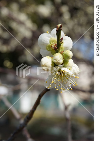 Plum blossom Plum blossom 89601829
