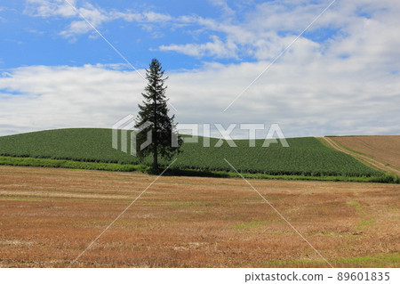 Pine trees standing in a hill field Pine trees standing in a hill field 89601835