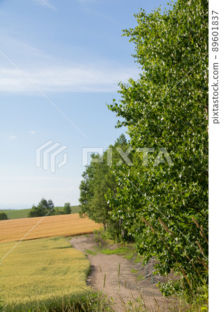 Summer wheat fields Summer wheat fields 89601837