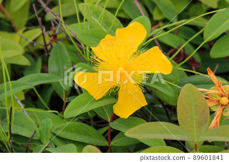 Summer yellow flowers 89601841