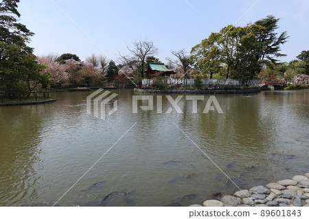 神奈川縣鎌倉市鶴岡八幡宮畑上弁財天社和源氏池的景色 神奈川縣鎌倉市鶴岡八幡宮畑上弁財天社和源氏池的景色 89601843