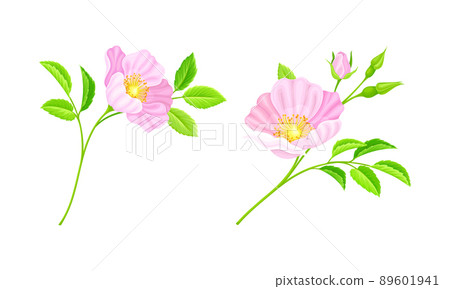 Twigs of rose hip plant set. Delicate pink flowers and green leaves set vector illustration 89601941