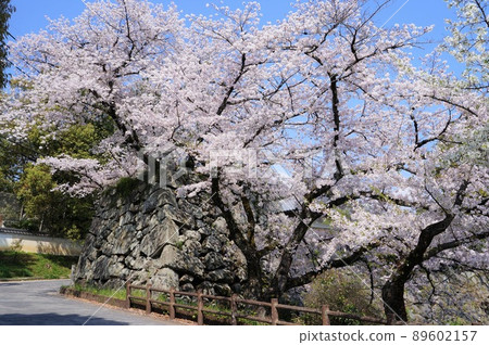 [Yamatokoriyama City, Nara Prefecture] Stone walls and cherry blossoms in Koriyama Castle Ruins Park 89602157