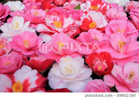 Camellia petals 89602160