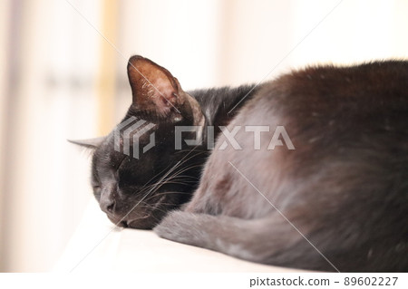 Black cat sleeping soundly Black cat sleeping soundly 89602227