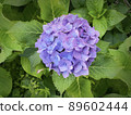 Beautiful single hydrangea blue-purple leaves 89602444