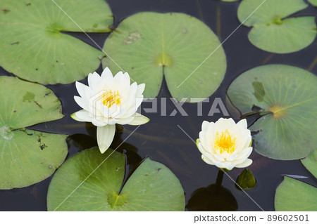 White water lily flowers in full bloom in the pond 89602501