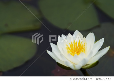 White water lily flowers in full bloom in the pond White water lily flowers in full bloom in the pond 89602538