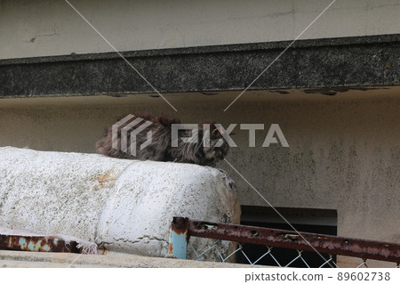 貓在青島 89602738