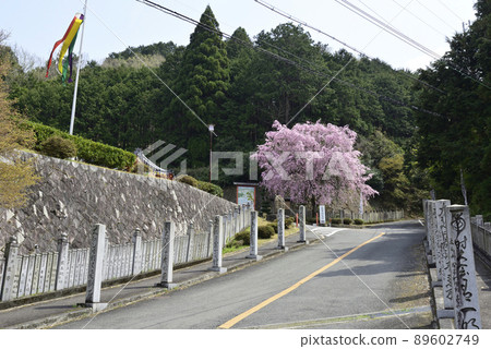 狸谷山不動院紅梨櫻 狸谷山不動院紅梨櫻 89602749