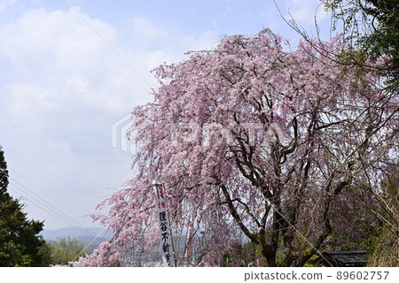 Tanukidaniyama Fudoin Benishidarezakura Tanukidaniyama Fudoin Benishidarezakura 89602757