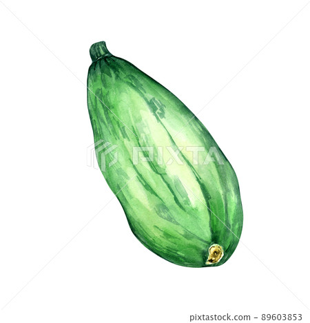 Green squash watercolor illustration on white background Green squash watercolor illustration on white background 89603853