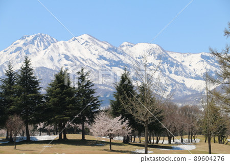 妙高山和妙高松樹 妙高山和妙高松樹 89604276