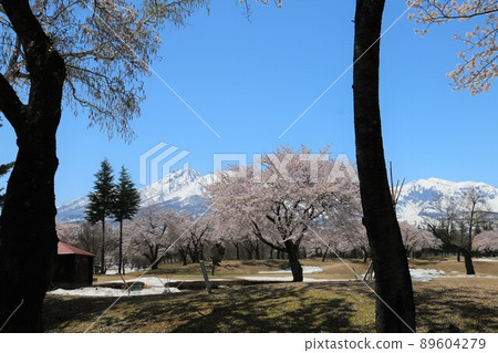 妙高山和妙高松樹 妙高山和妙高松樹 89604279