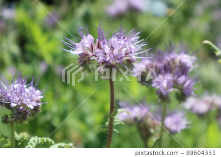 Phacelia that shines in the green 89604331