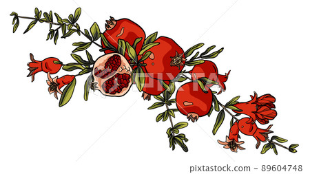 Beautiful pomegranate branch. Red fruit with leaves. Outline drawing Beautiful pomegranate branch. Red fruit with leaves. Outline drawing 89604748