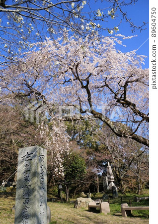 [京都市山科區] 岩屋寺 大風大石 寂靜遺跡和櫻花 89604750