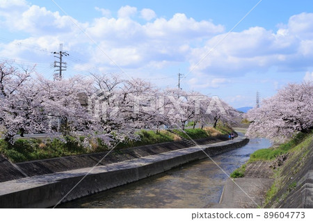 [Yamatotakada City, Nara Prefecture] Takada 1000 Sakura and Takada River 89604773
