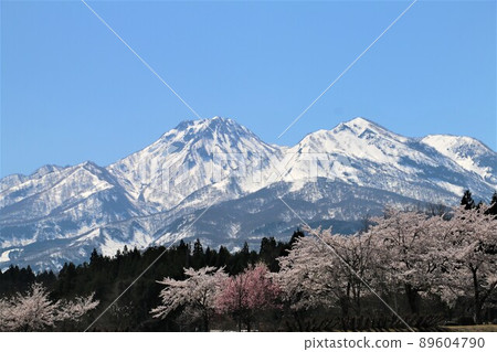 妙高山和妙高松樹 89604790