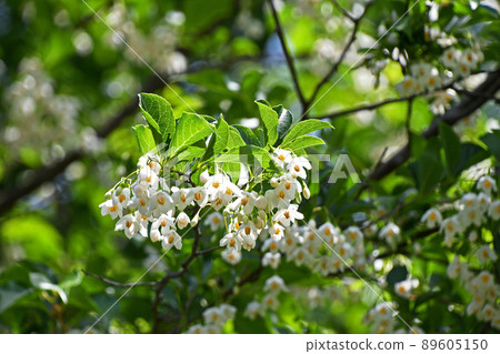 Styrax flower Styrax flower 89605150