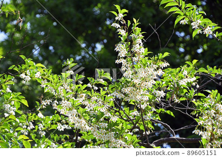 Styrax flower Styrax flower 89605151