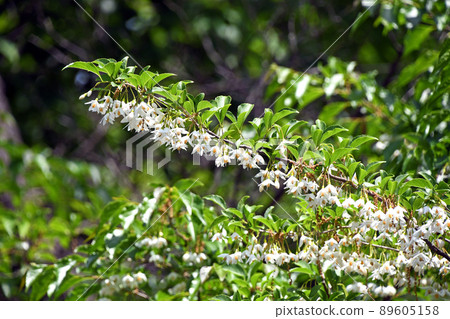 安息香花　 89605158