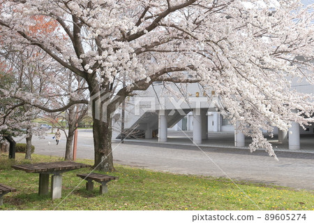 體育場前的櫻花(愛知縣一宮市光明寺公園體育場) 體育場前的櫻花(愛知縣一宮市光明寺公園體育場) 89605274