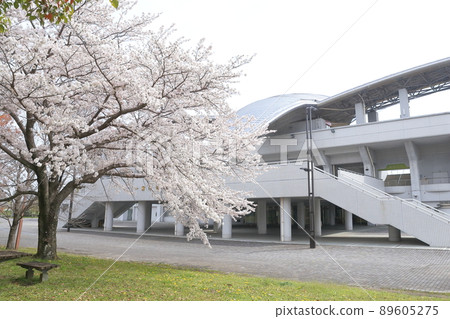 體育場前的櫻花(愛知縣一宮市光明寺公園體育場) 體育場前的櫻花(愛知縣一宮市光明寺公園體育場) 89605275
