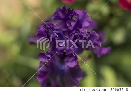 The irises that bloomed in early summer 89605548