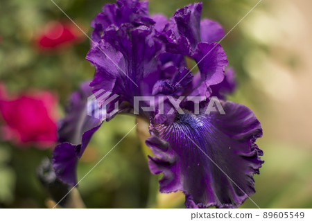 The irises that bloomed in early summer 89605549