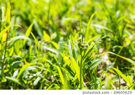Wild vegetables of spring 89605629