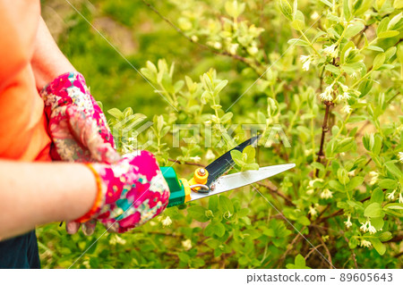 Woman with gardening scissors and mowing grass on the green grass of the house 89605643