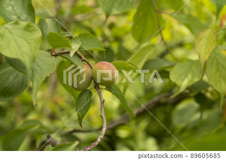 Plum fruit 89605685