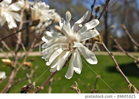 Close up of Magnolia X Loebneri Encore Flower Blossoms on Tree Bush Branch Close up of Magnolia X Loebneri Encore Flower Blossoms on Tree Bush Branch 89605825