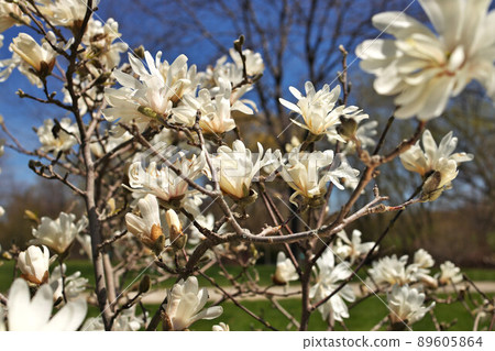 Beautiful Magnolia X Loebneri Encore Flowers Blossoms Against Deep Blue Sky Beautiful Magnolia X Loebneri Encore Flowers Blossoms Against Deep Blue Sky 89605864