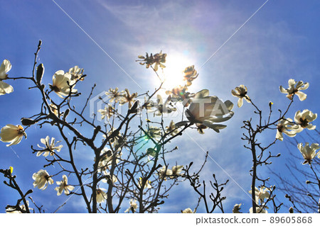 Beautiful Magnolia X Loebneri Encore Flowers Blossoms Against Deep Blue Sky 89605868