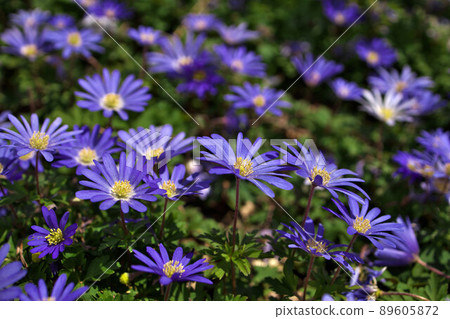 Anemone blanda, Balkan anemone, Grecian windflower or winter windflower with purple blue flowers Anemone blanda, Balkan anemone, Grecian windflower or winter windflower with purple blue flowers 89605872