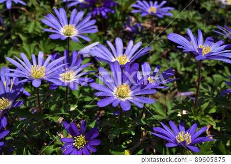 Anemone blanda, Balkan anemone, Grecian windflower or winter windflower with purple blue flowers Anemone blanda, Balkan anemone, Grecian windflower or winter windflower with purple blue flowers 89605875