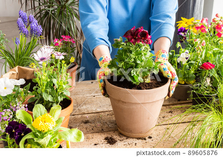 Woman transplanting a flower geranium 89605876