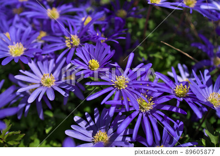 Anemone blanda, Balkan anemone, Grecian windflower or winter windflower with purple blue flowers 89605877