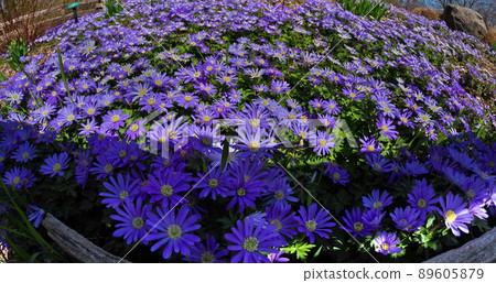 Anemone blanda, Balkan anemone, Grecian windflower or winter windflowers fisheye perspective Anemone blanda, Balkan anemone, Grecian windflower or winter windflowers fisheye perspective 89605879