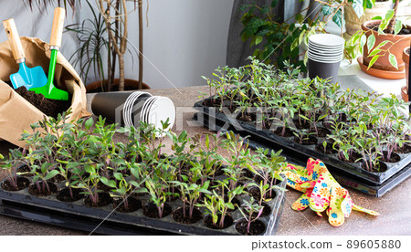Transplanting seedlings, pricking out 89605880