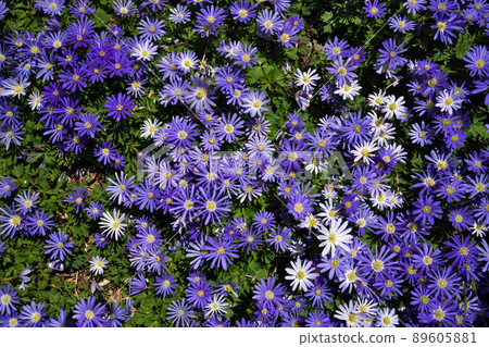 Anemone blanda, Balkan anemone, Grecian windflower or winter windflowers directly above 89605881